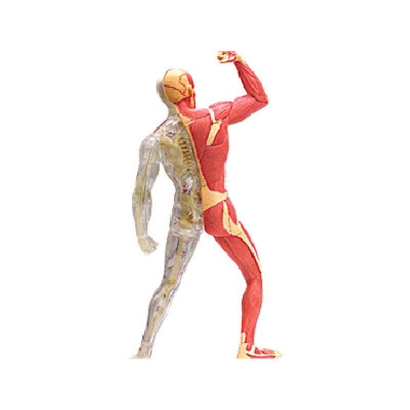 4d Master Human Muscle Skeleto - Medical Lab Technology 评论和价格