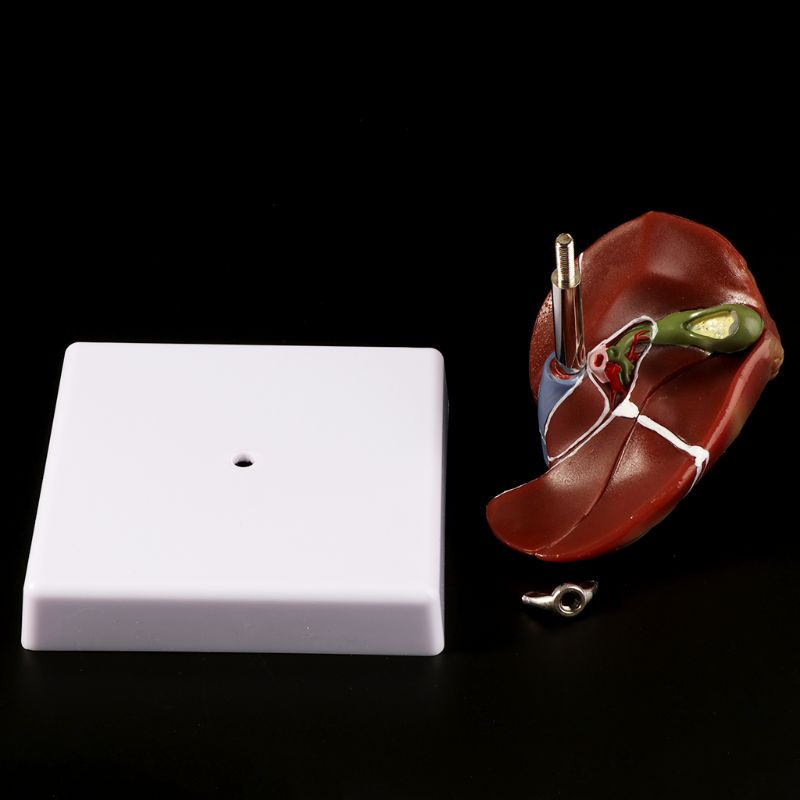 Human Liver Pathological Anato - Medical Lab Technology 评论和价格