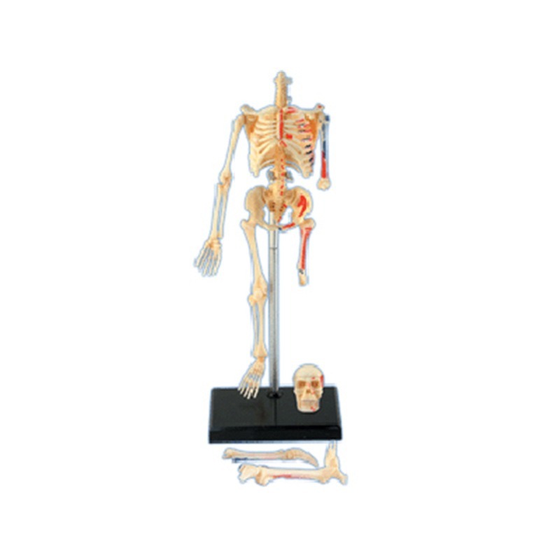 4d Human Full Skeleton Anatomy - Medical Lab Technology 评论和价格
