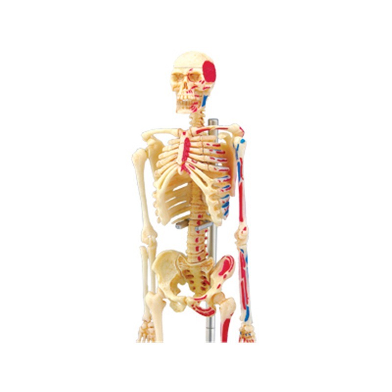 4d Human Full Skeleton Anatomy - Medical Lab Technology 评论和价格