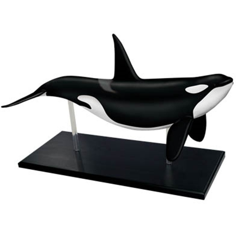 4D Vision Orca Whale Skeleton  - Medical Lab Technology 评论和价格