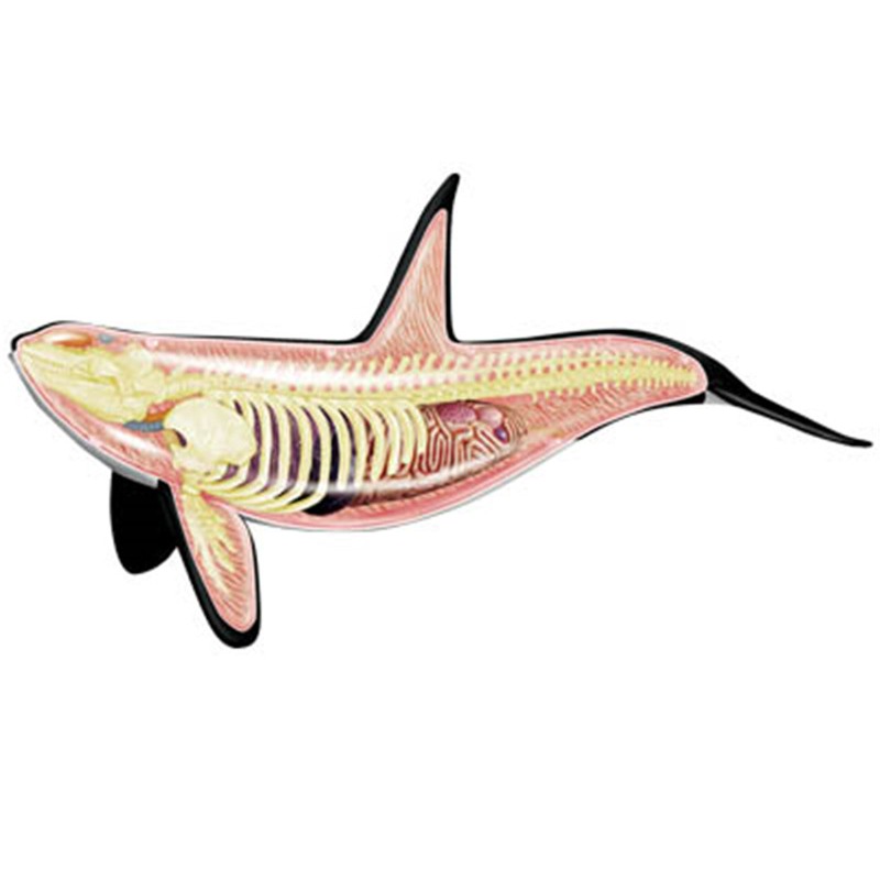 4D Vision Orca Whale Skeleton  - Medical Lab Technology 评论和价格