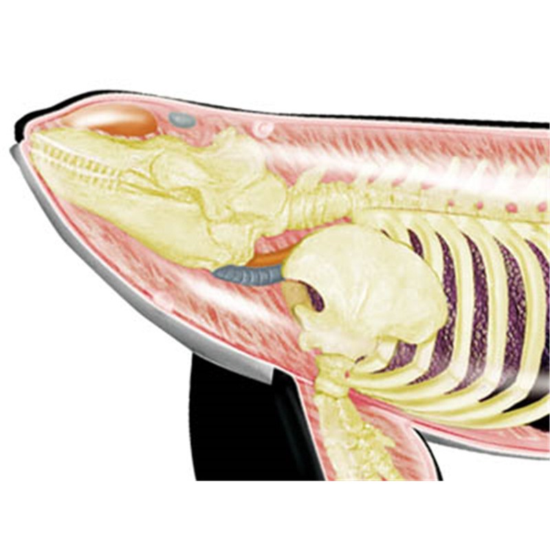 4D Vision Orca Whale Skeleton  - Medical Lab Technology 评论和价格